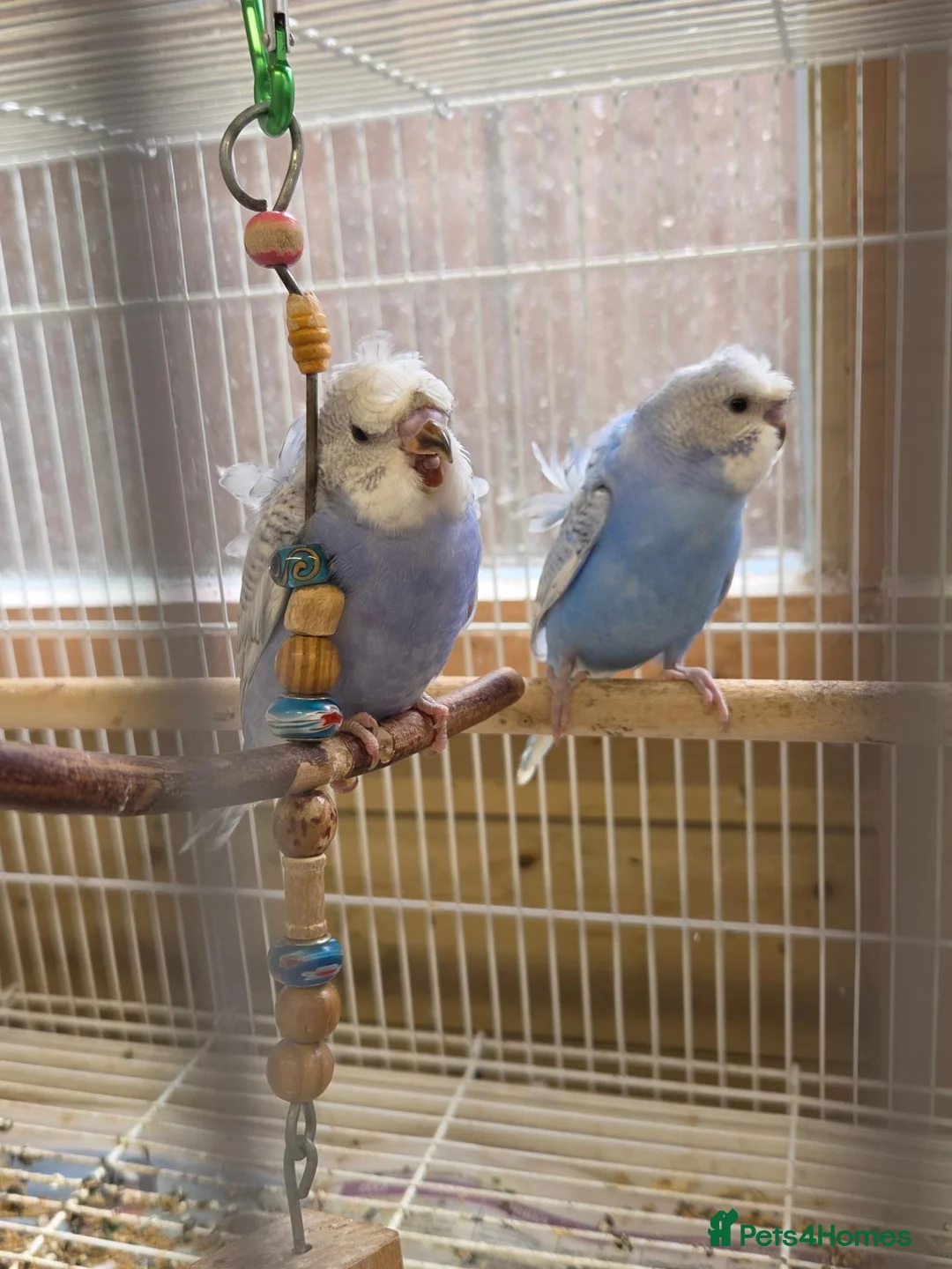 Budgerigars birds for sale: Baby Helicopter Budgies  - Advert 2