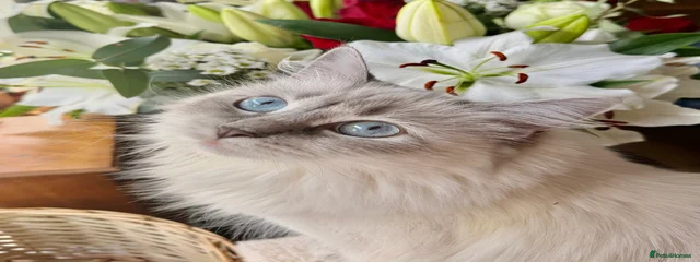Maya