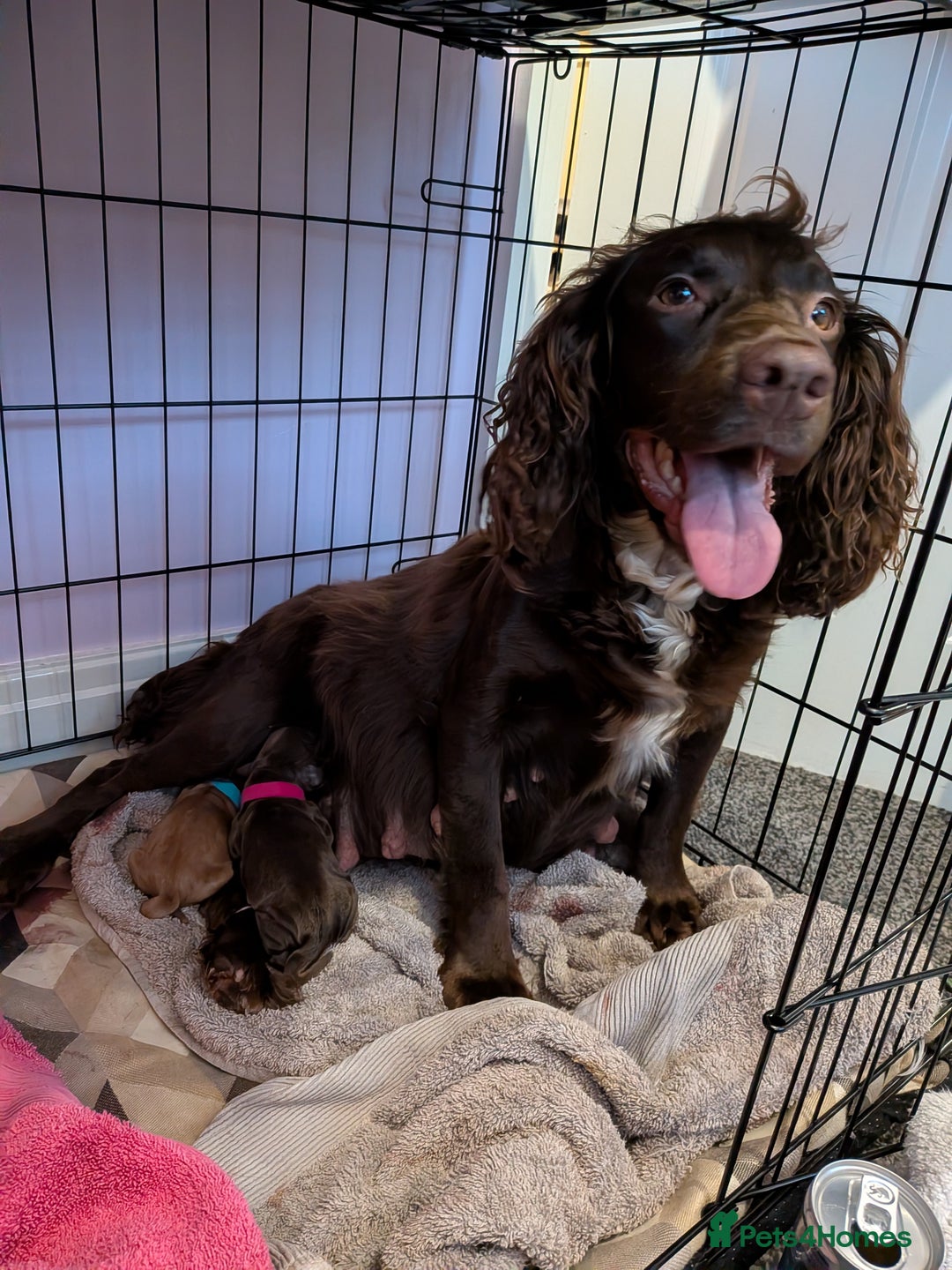 Cocker Spaniel dogs for sale: 2 RED MALE KC DNA CLEAR PUPS TO RESERVE - Advert 3