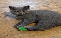 British Shorthair cats for sale: 3 British shorthair kittens  - Image 6