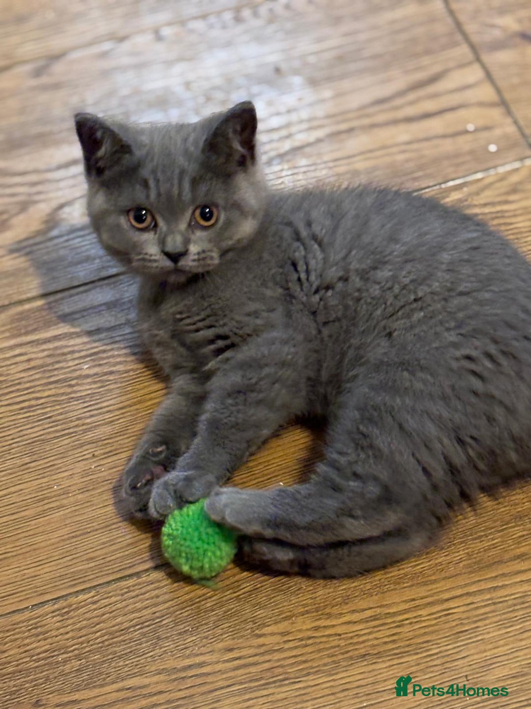British Shorthair cats for sale: 3 British shorthair kittens  - Image 6