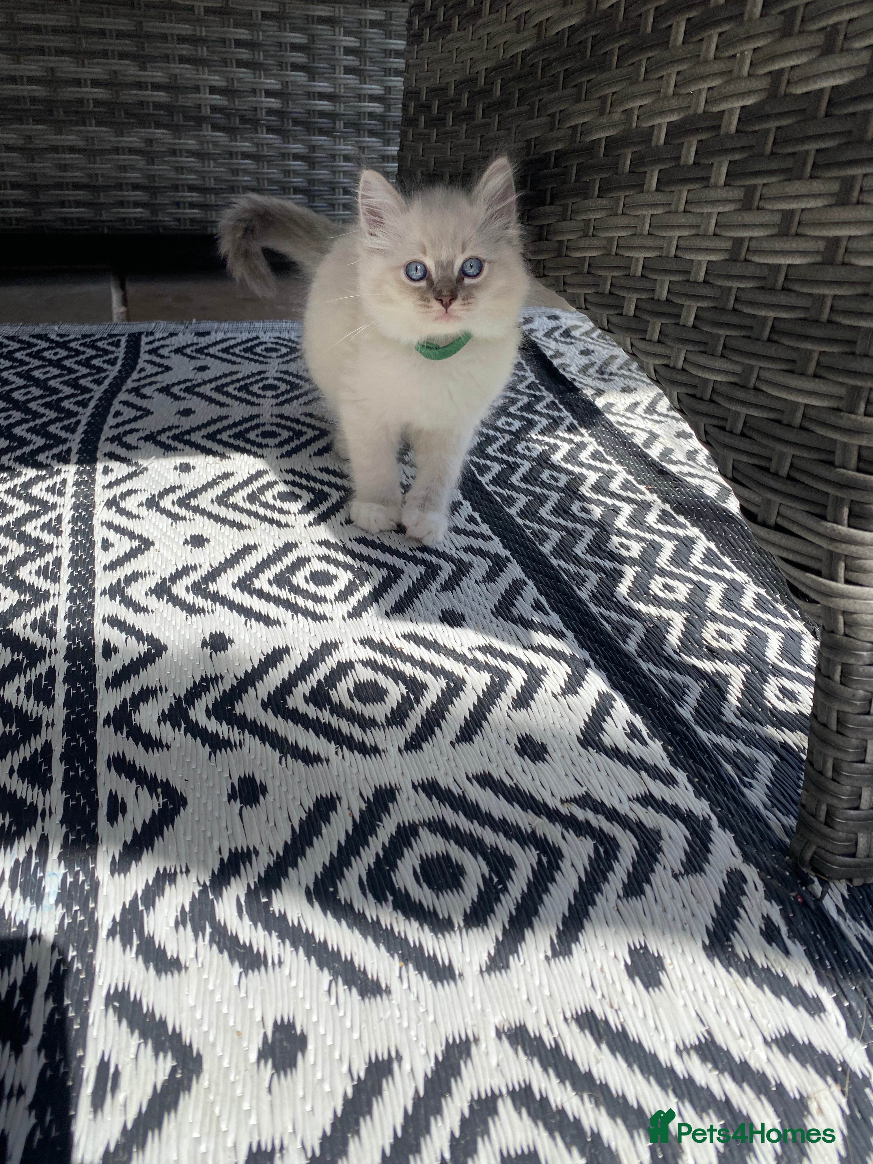 Ragdoll cats Beautiful purebred ragdoll kittens  - Advert 2
