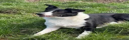 Border Collie dogs for sale: Beautiful 5 year old Collie - Advert 6