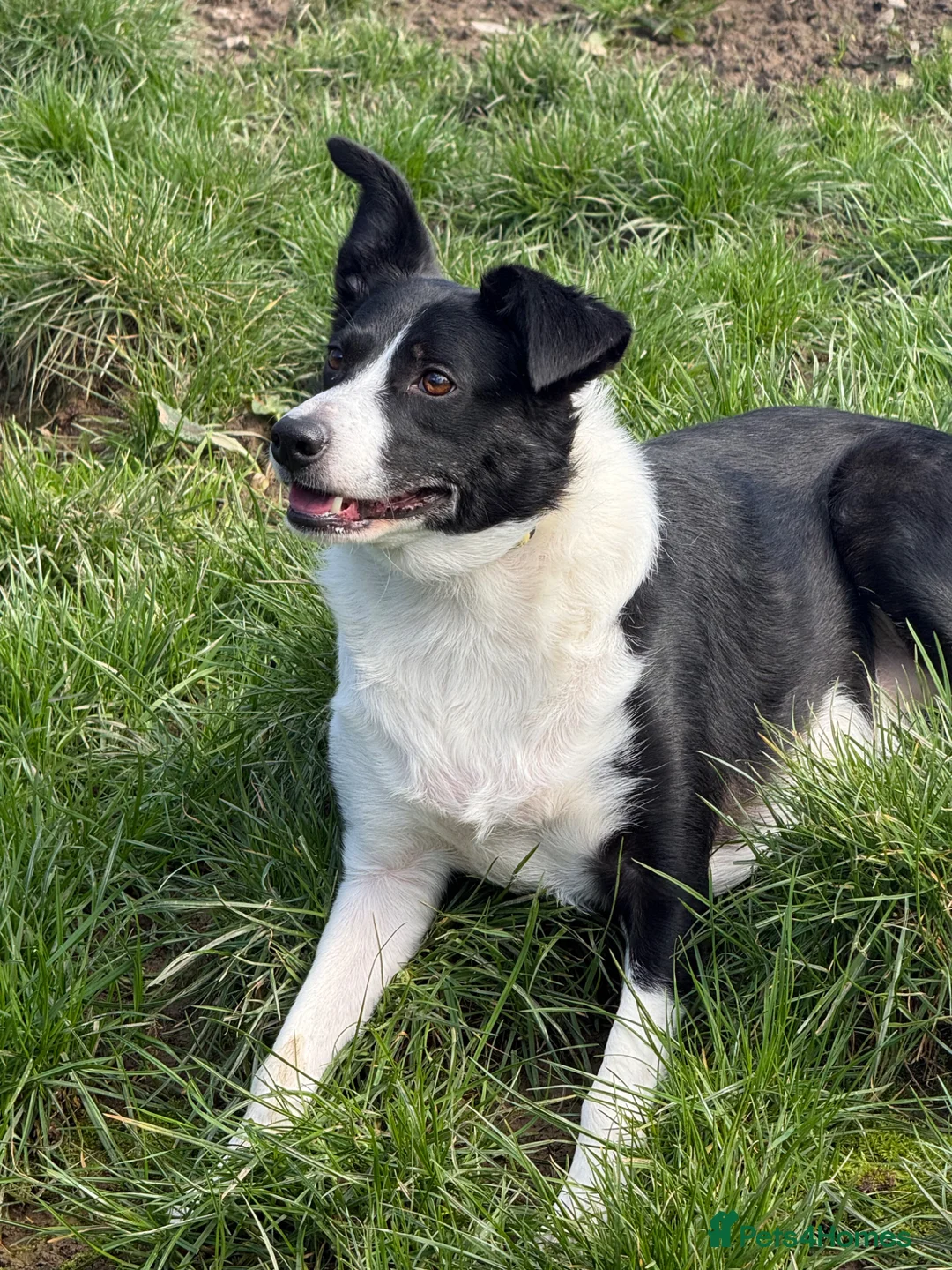 Border Collie dogs for sale: Beautiful 5 year old Collie - Advert 6