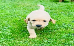 Labrador Retriever dogs for sale: Working Lab's  - Image 6