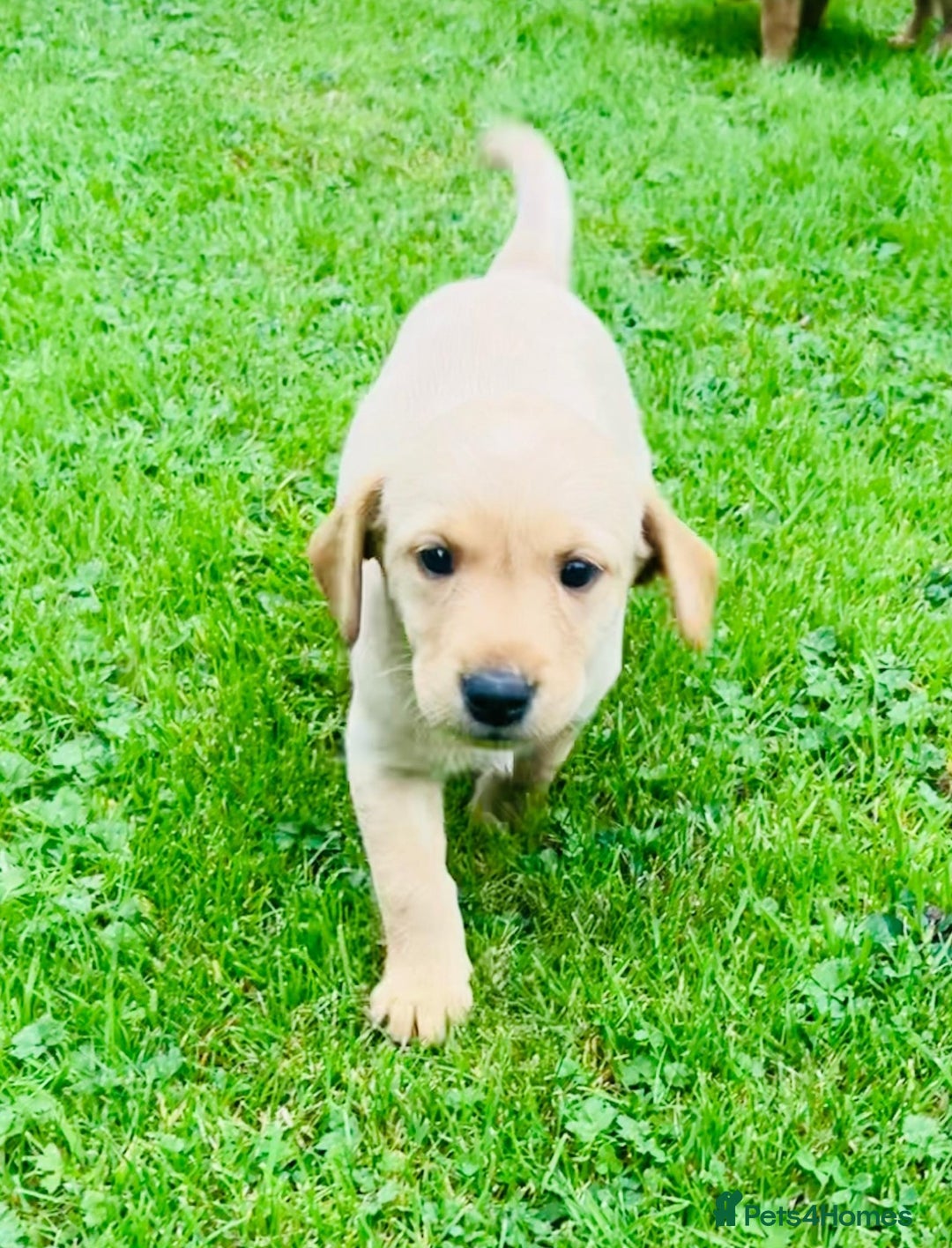 Labrador Retriever dogs for sale: Working Lab's  - Image 6