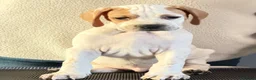 Pointer dogs for sale: Stunning Pedigree Pointer pups-will steal hearts - Advert 26
