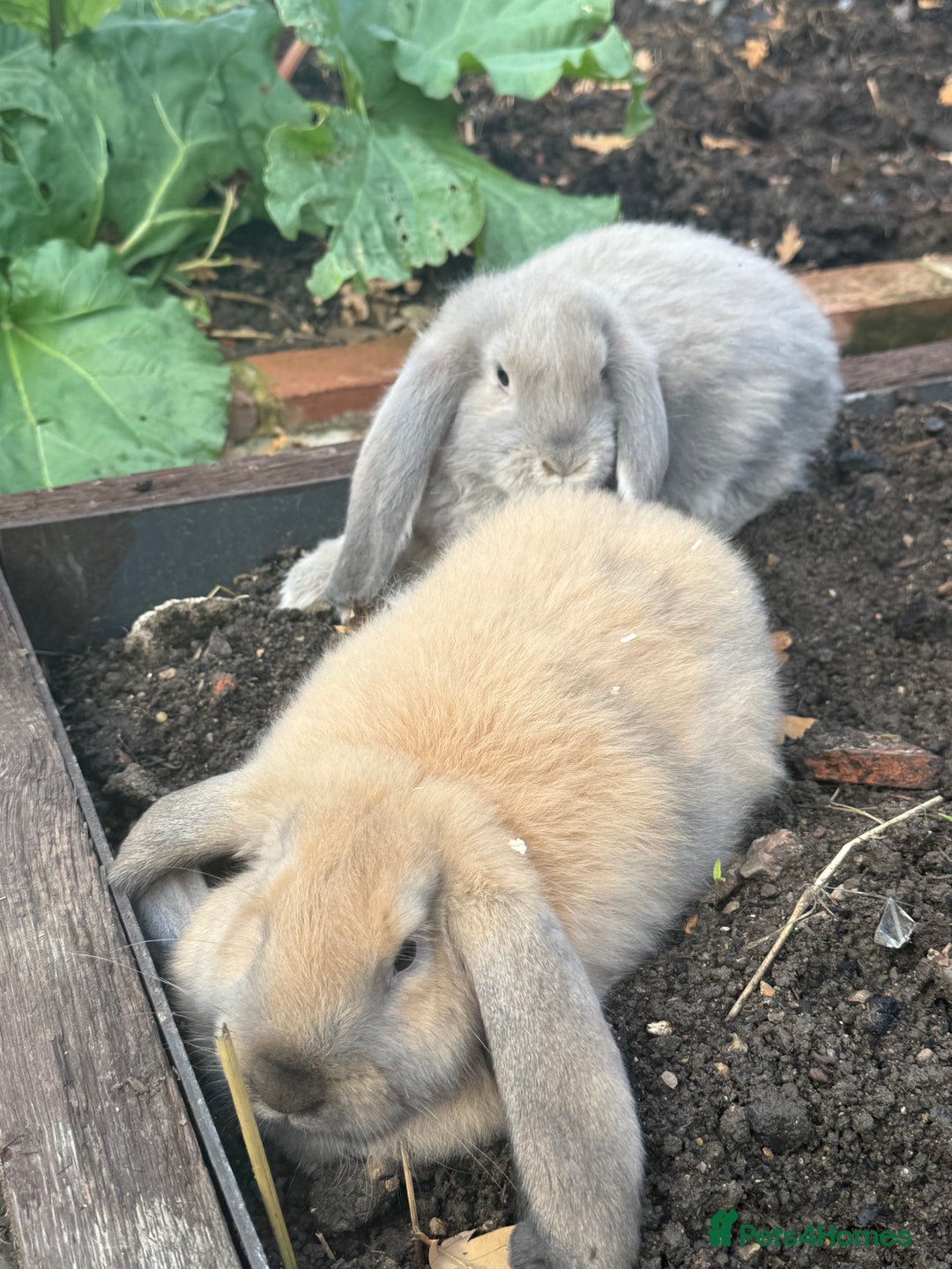 French Lop rabbits for sale: Litter of Giant French Lop Bunnies 🩵🩷 - Advert 9