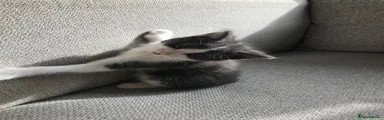 Mixed Breed 4