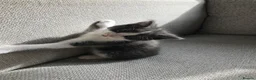 Mixed Breed cats for sale: 4 beautiful kittens  - Advert 15