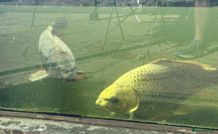 Koi Carp fish - Advert 1