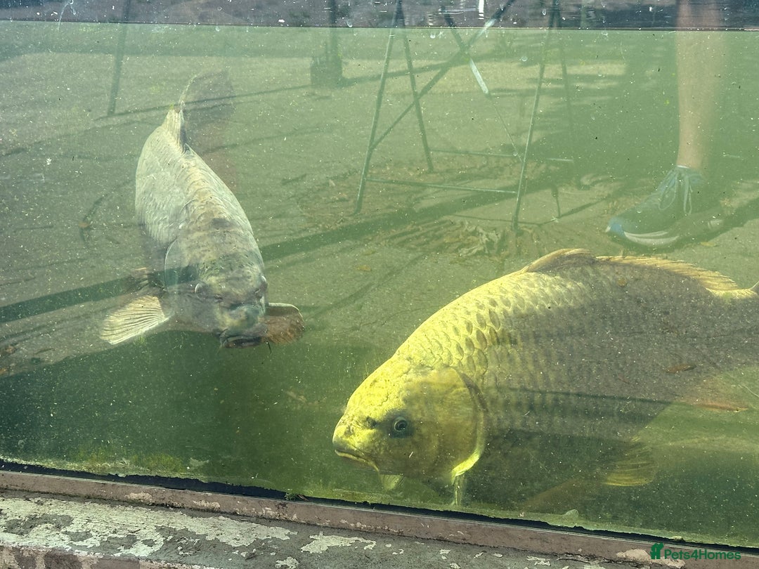 Koi Carp fish for sale: Koi carp for sale - Image 1