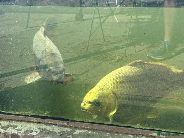 Koi Carp fish - Advert 1