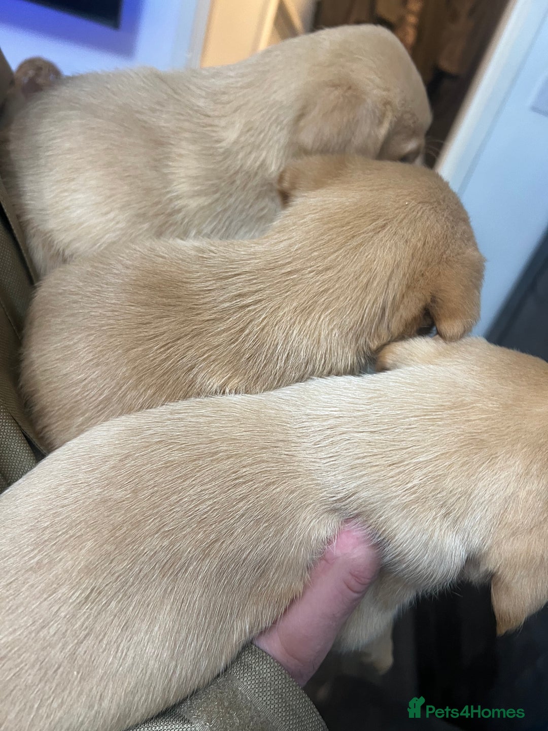Labrador Retriever dogs for sale: Beautiful kc Labrador puppies - Advert 7