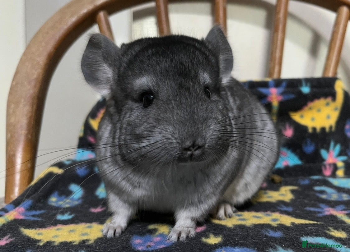 Chinchilla rodents Black Velvet, Beige and Grey males - Advert 16