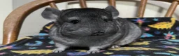 Chinchilla rodents for sale: Black Velvet, Beige and Grey males - Advert 1