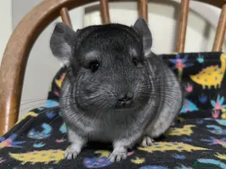 Chinchilla rodents Black Velvet, Beige and Grey males - Advert 16