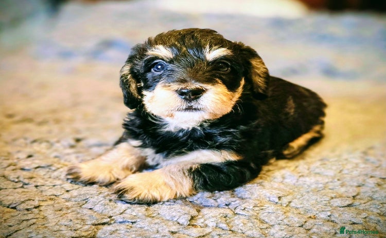 Doxiepoo dogs - Advert 3