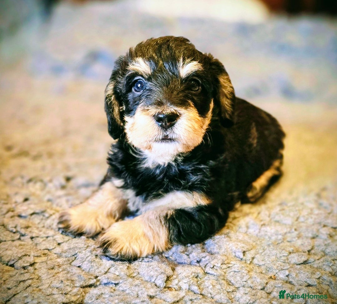 Doxiepoo dogs for sale: Stunning F1 Doxiepoos  - Image 1