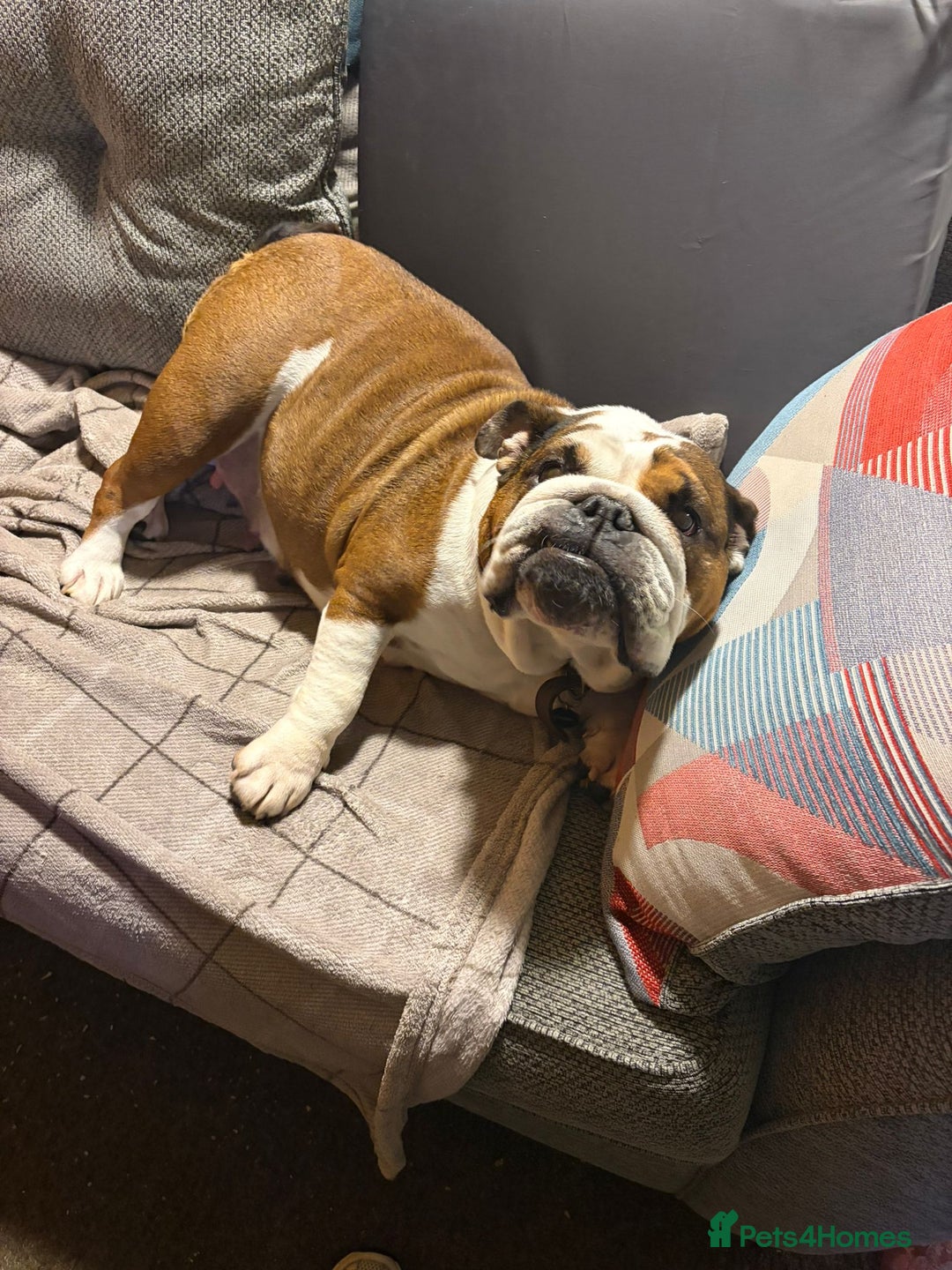 Mixed Breed dogs for sale: English Bulldog  - Advert 7