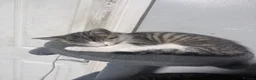 Mixed Breed cats for sale:     5 Playful Bengal Cross Kittens for sale  - Advert 6