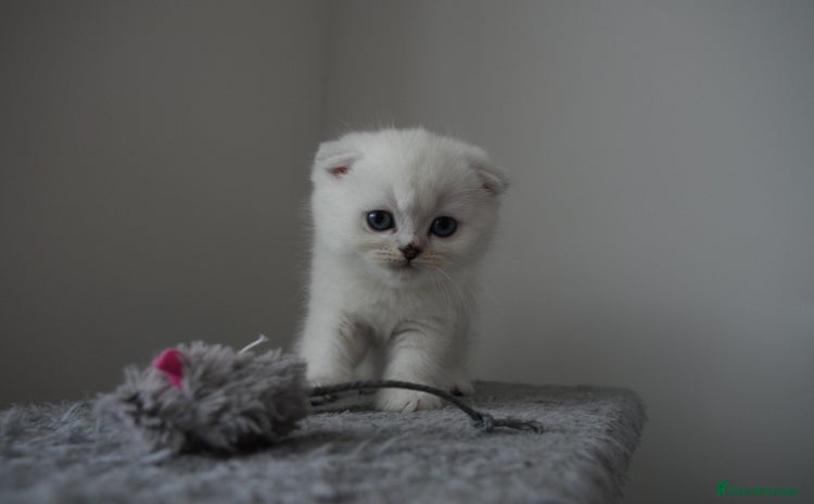 Scottish Fold cats - Advert 16