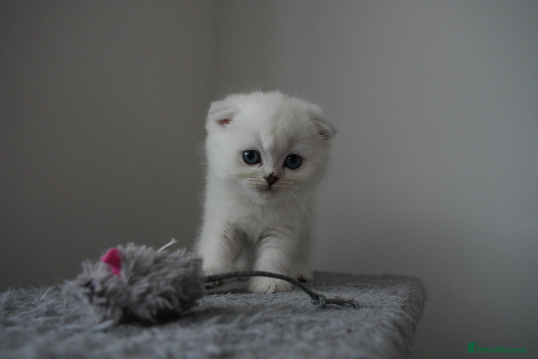 Scottish Fold cats for sale: White Scottish Fold - Image 1