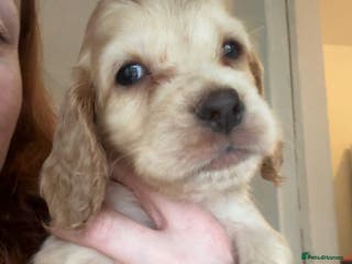 Cocker Spaniel dogs 100% sable show cockers - Advert 6