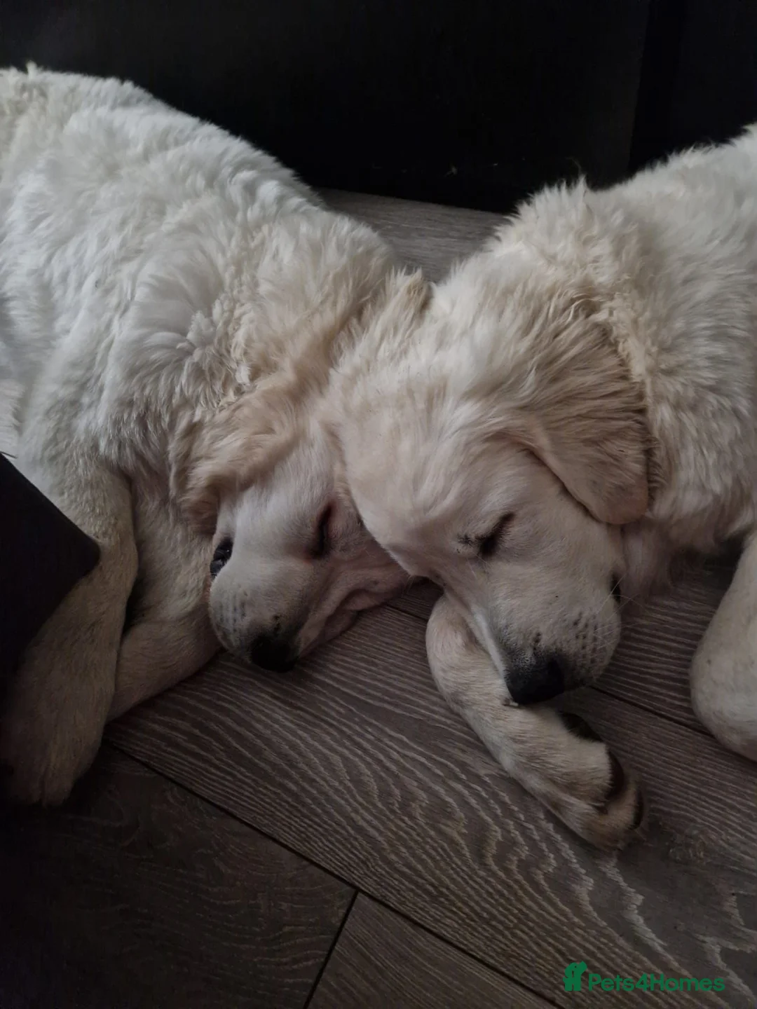 Pyrenean Sheepdog dogs for sale: Tatra Shepherd/Owczarek Podhalański PREMIUM MALE - Advert 4