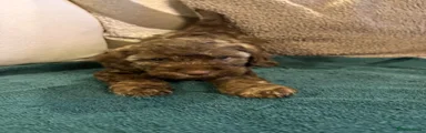 Cockapoo 3