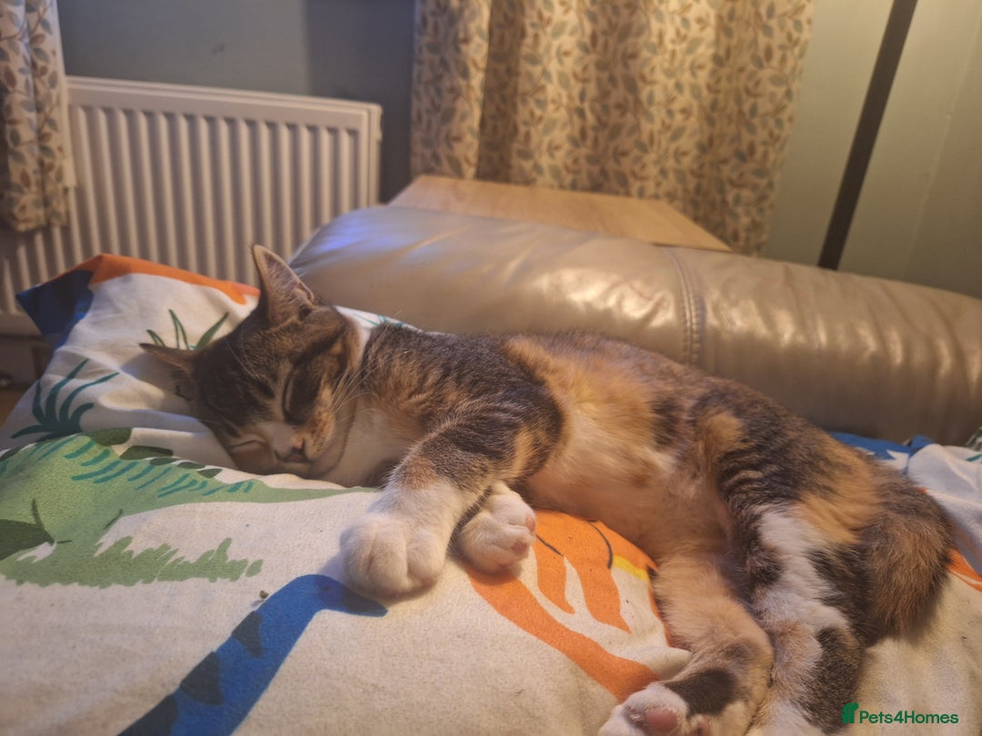 British Shorthair cats for sale: Beautiful cat available - Advert 3