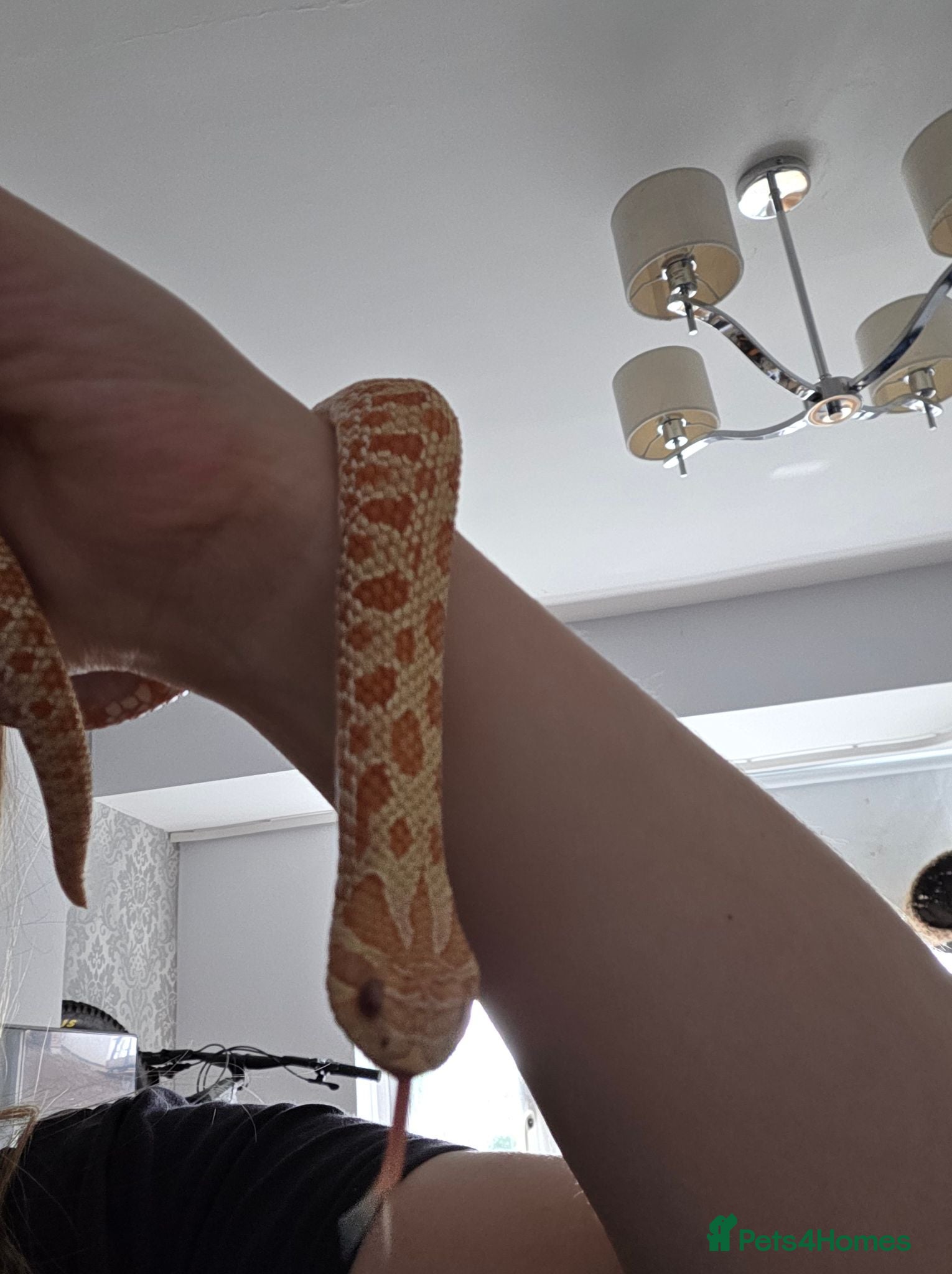 Snake reptiles Hognose Snake - Advert 2
