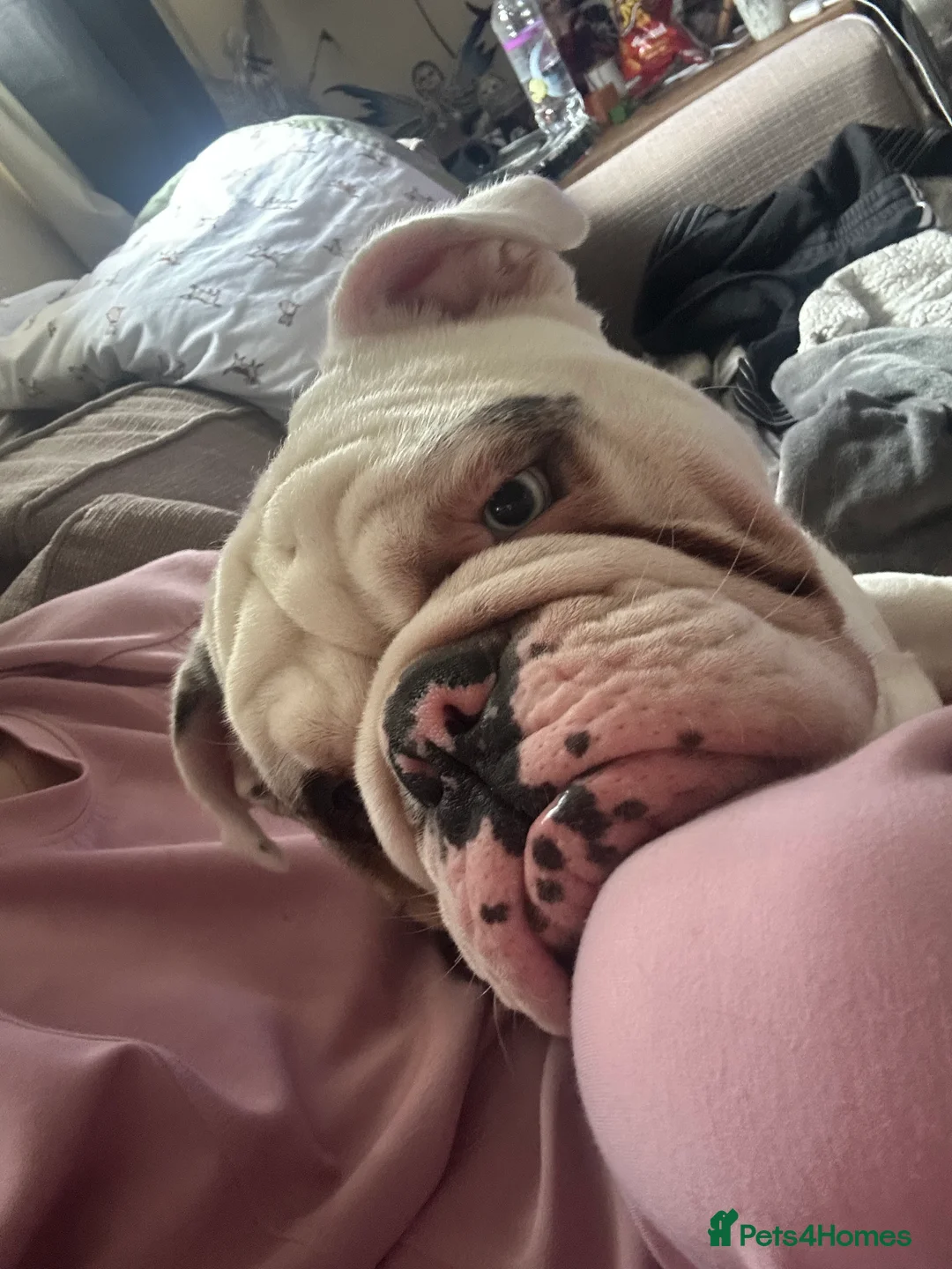 English Bulldog dogs for sale: Reggie looking for 5 star home  - Advert 14