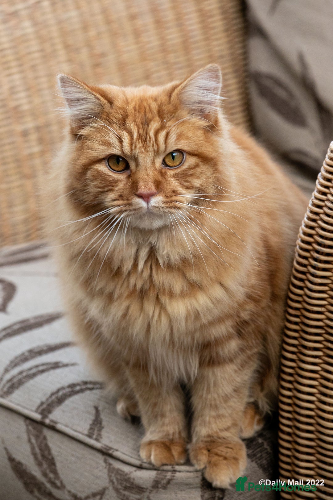Mixed Breed cats for sale: Male Long haired ginger cat - Advert 9