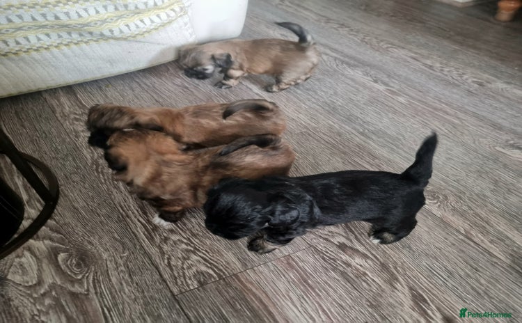 Shih Tzu dogs - Advert 15