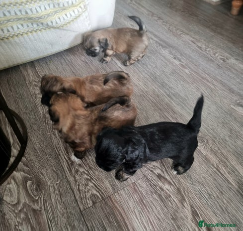 Shih Tzu dogs - Advert 15