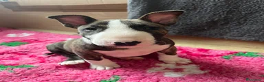 English Bull Terrier Puppy 1