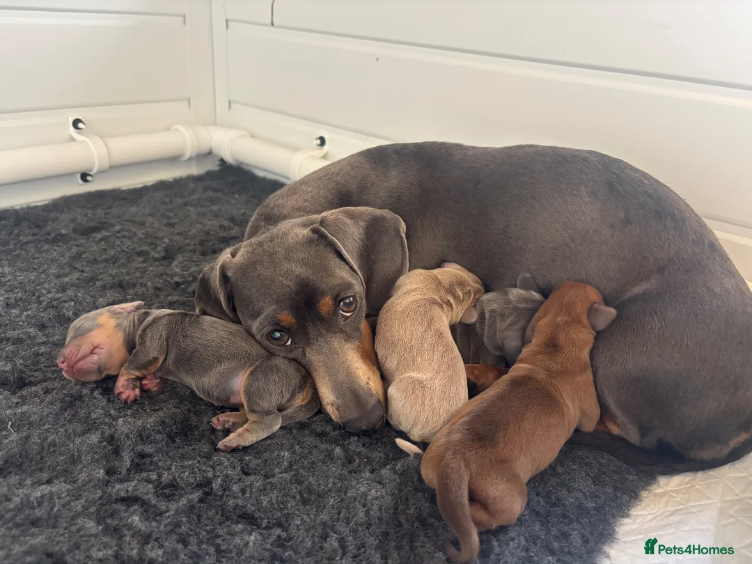 Miniature Dachshund dogs for sale: Miniature dachshunds long-haired - Advert 2