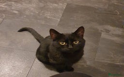 Manx cats for sale: Super affectionate Coco needs a loving home - Image 1