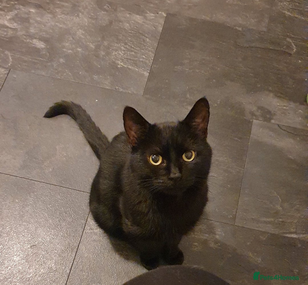 Manx cats for sale: Super affectionate Coco needs a loving home - Image 1
