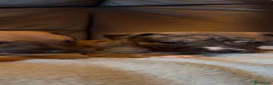 Whippet 6
