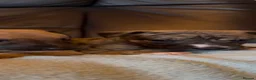 Whippet dogs for sale: Gorgeous well natured whippet puppies  - Advert 14