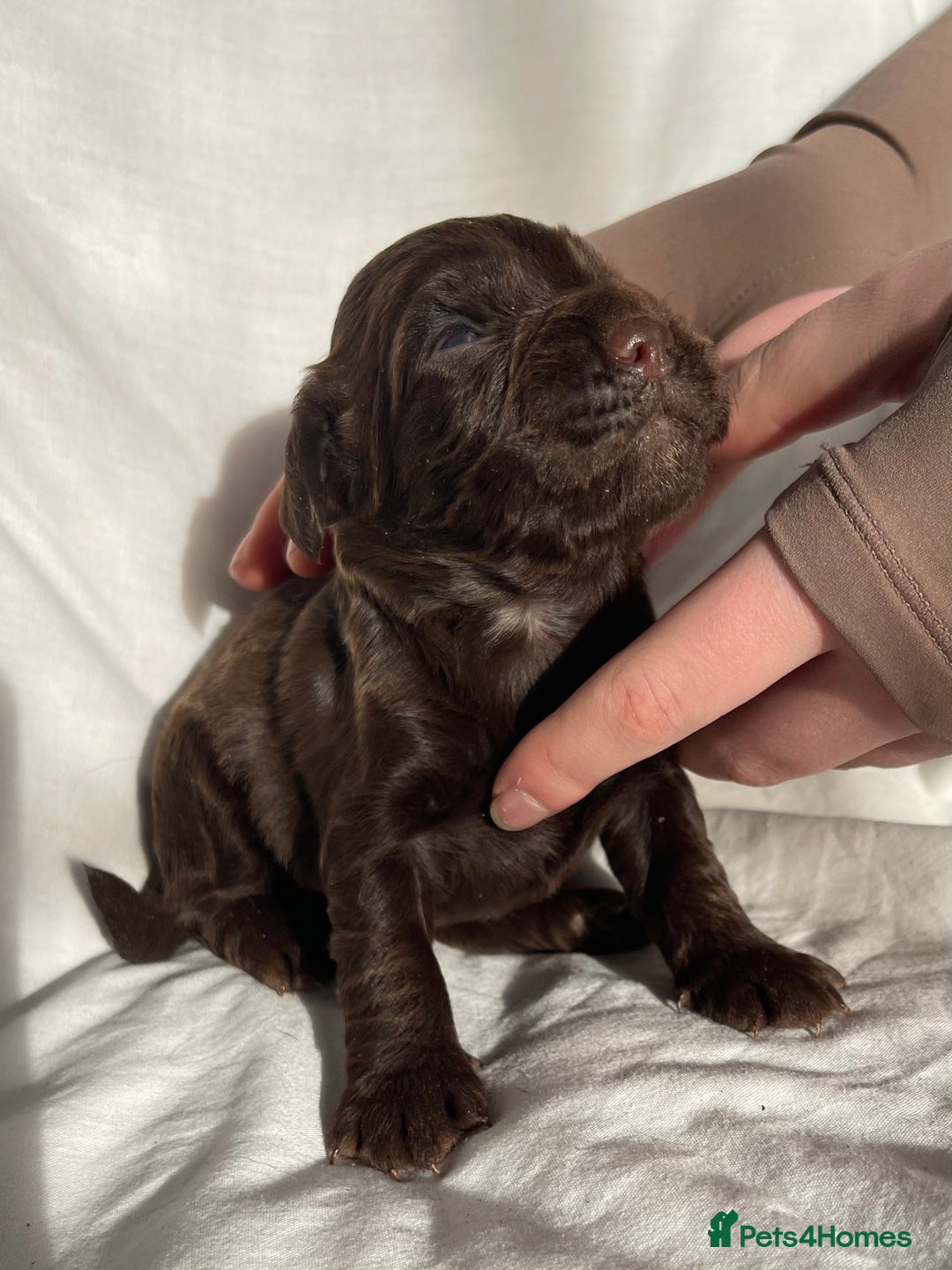 Cocker Spaniel dogs for sale: Cocker Spaniel puppies - Advert 16