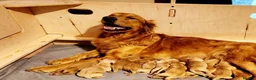 Golden Retriever dogs for sale: Golden dog - Advert 1