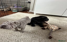 Shar Pei dogs for sale: Shar peis - Image 5