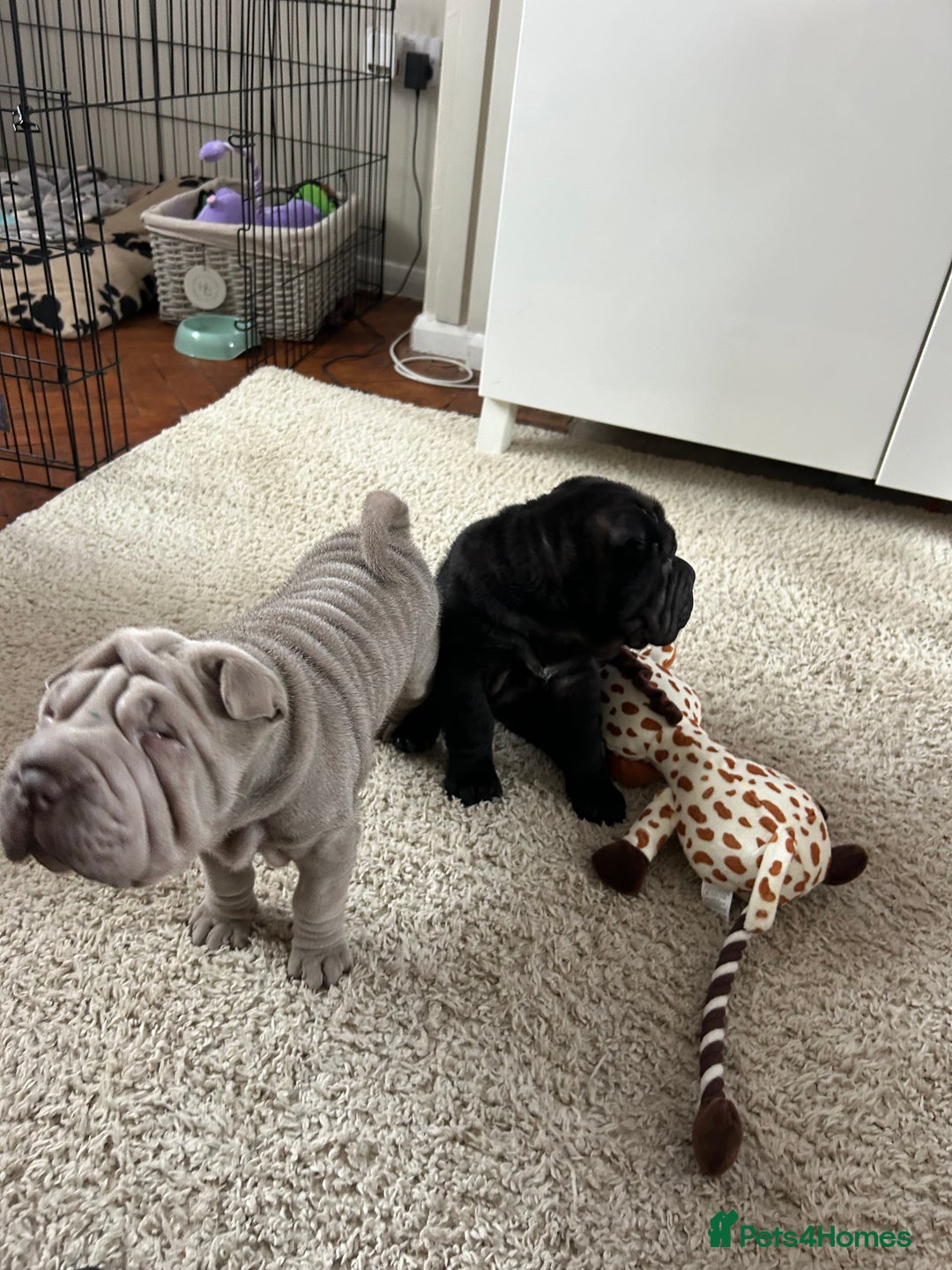 Shar Pei dogs for sale: Shar peis - Image 5