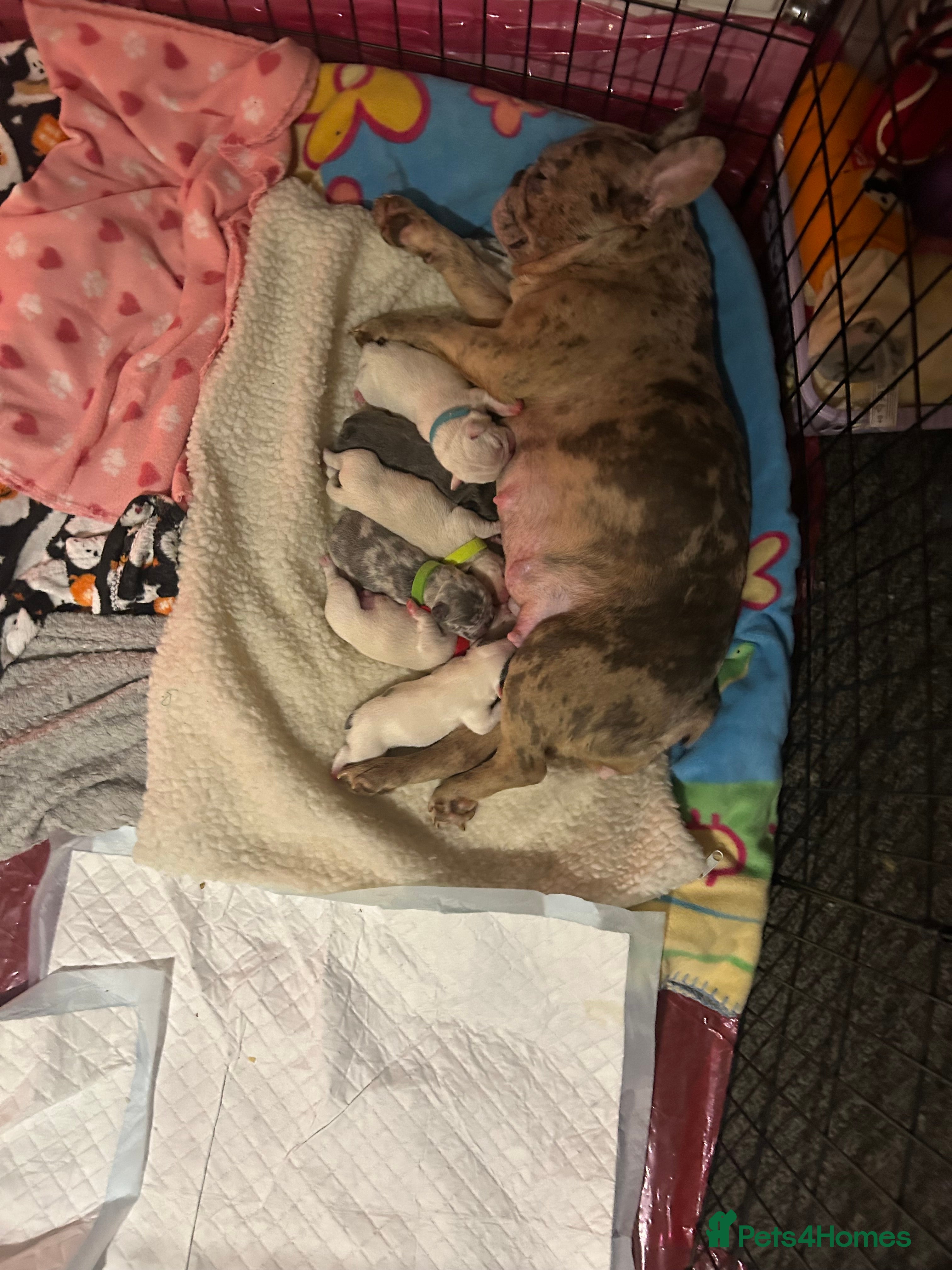 French Bulldog dogs 🐾French bulldog puppies🐾 ready end of jan - Advert 18