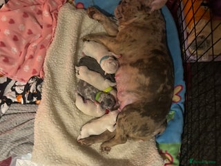 French Bulldog dogs 🐾French bulldog puppies🐾 ready end of jan - Advert 1