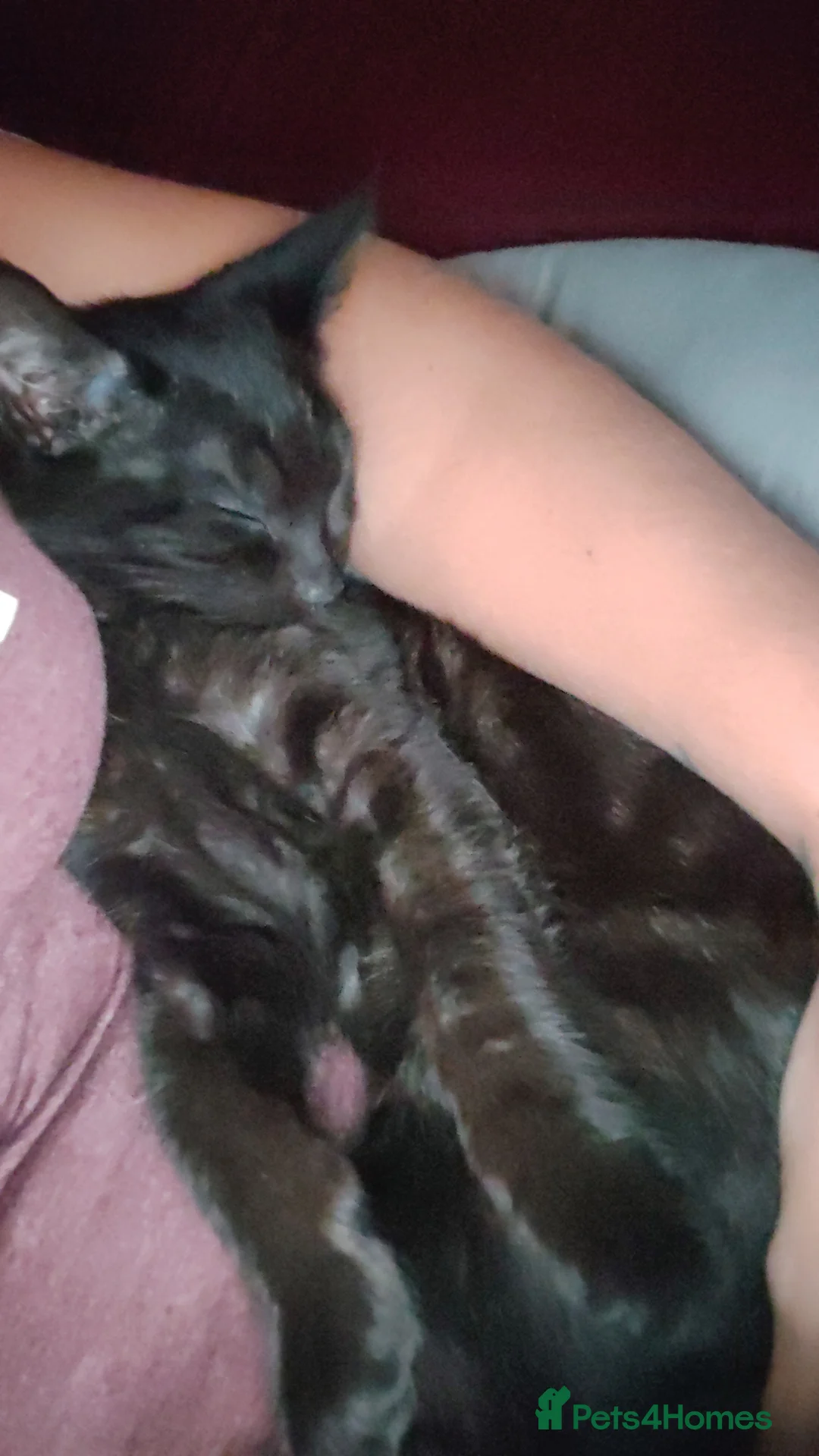 Mixed Breed cats for sale: Mixed breed cat for sale.  in Great Yarmouth - Advert 1