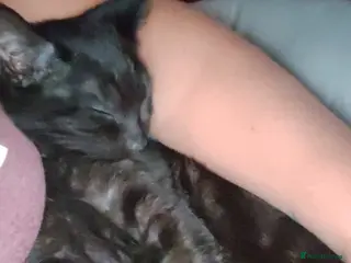 Mixed Breed cats Mixed breed cat for sale. - Advert 7